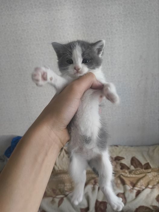 Віддам в добрі руки