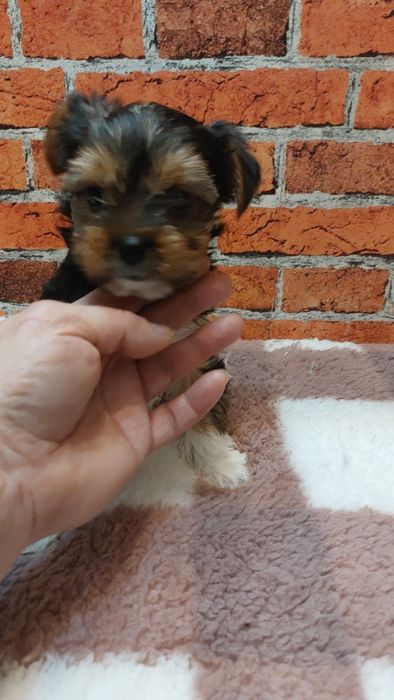 Dziewczynka yorkshire