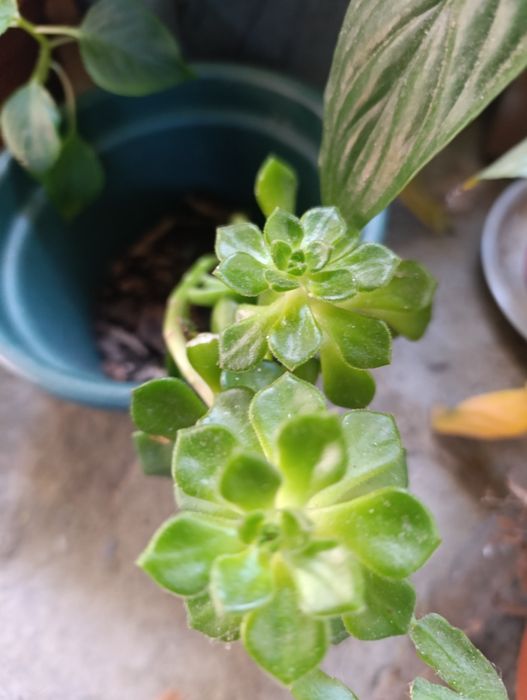 Assorted Succulent Seedlings