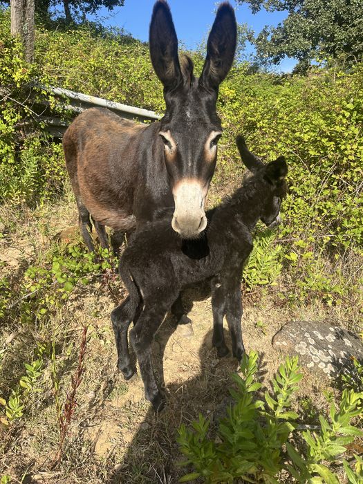 Burrinha parida pequena cerca de 1,15m