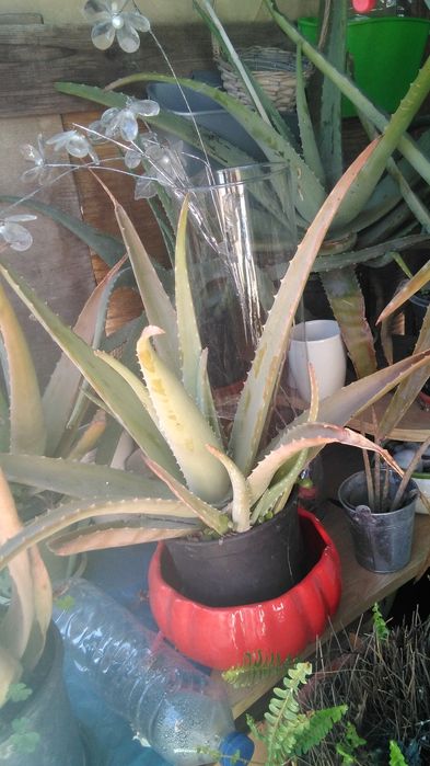 Planta Aloé Vera (Medicinal)