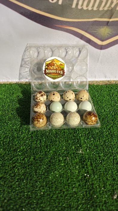 Ovos de Codorniz Gigante Galados – 2€/dúzia