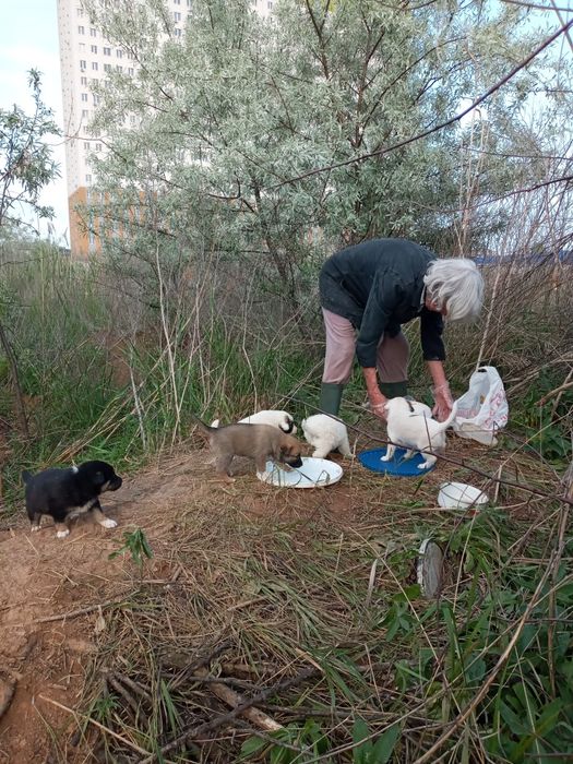 Продам очень красивых щенят