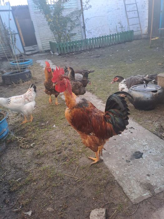 Продаються молоді півники