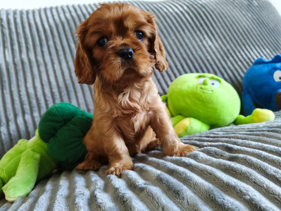 Cavalier King Charles Spaniel