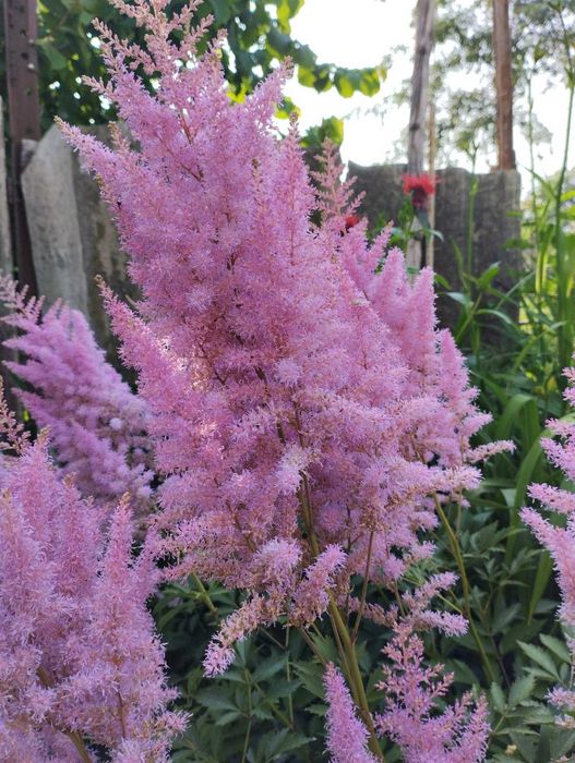 У продажу садові квіти, ліатріси двох кольорів