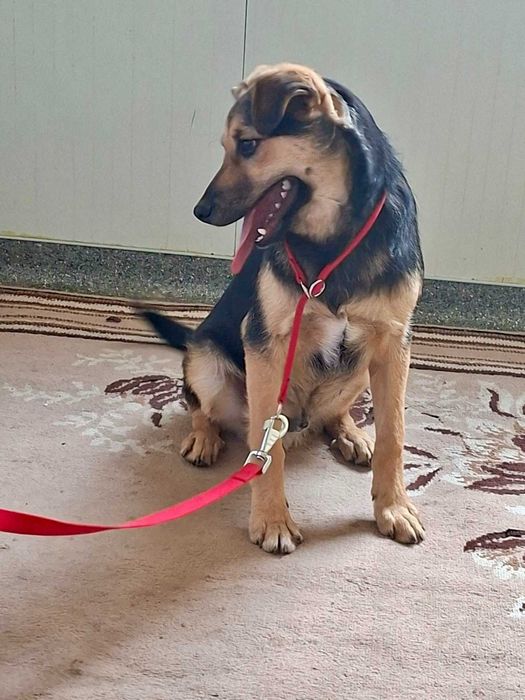 TYMONEK 6 mies szczeniak do adopcji uratowany w Bułgarii