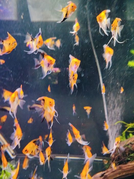 Skalary Koi/Red Devil