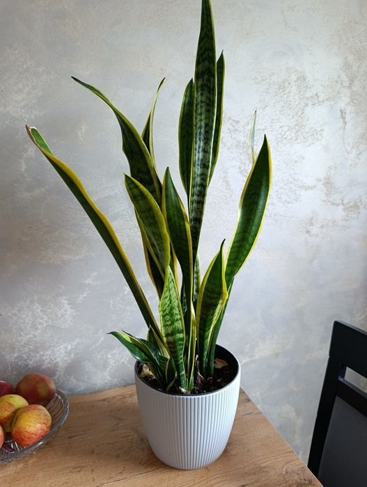 Sansewieria na około  80 cm