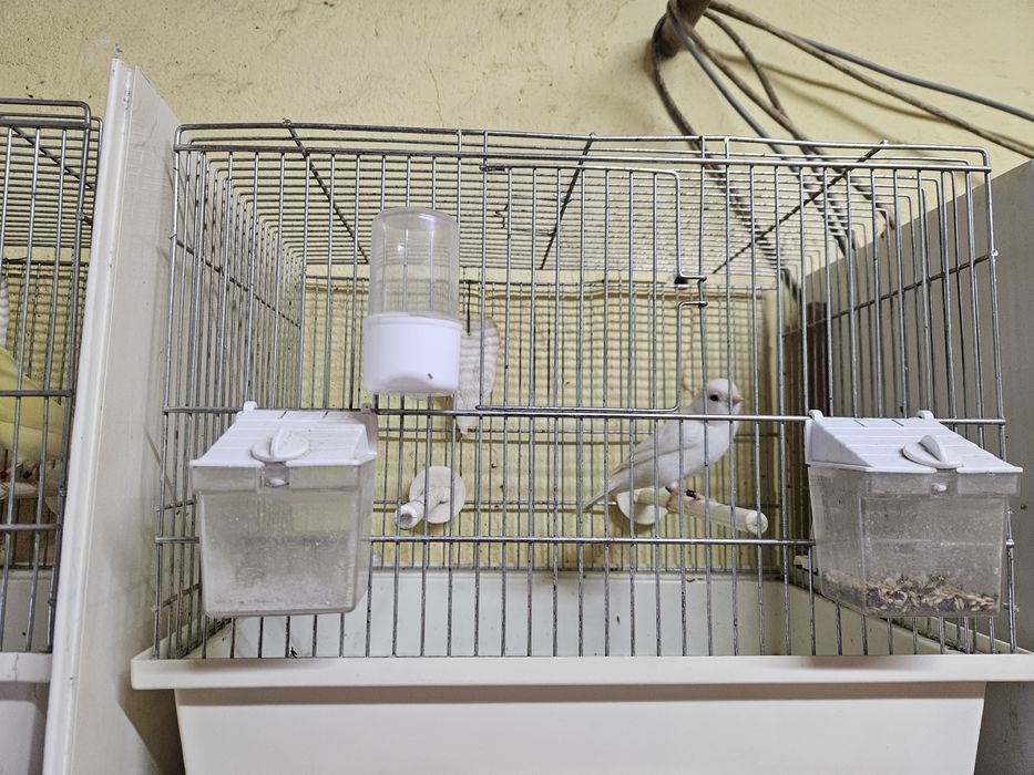 Kanarki młode  na śpiewie