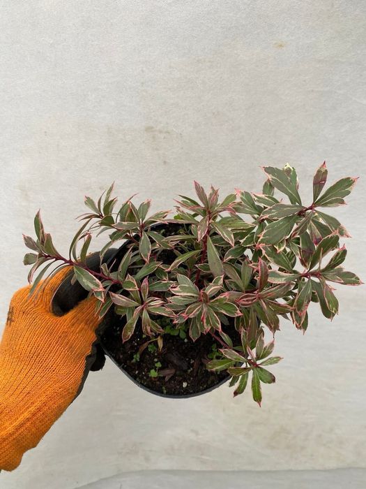 Пієріс японський «Little Heach”