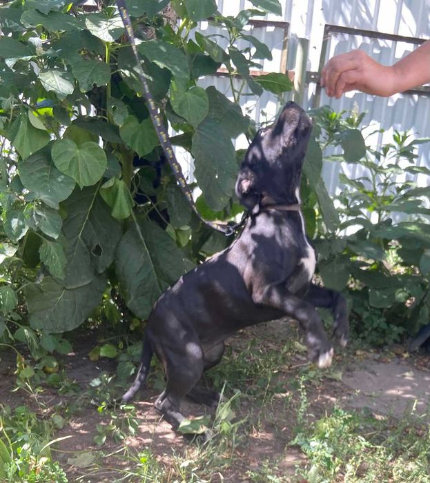 Чистокровні амстафи