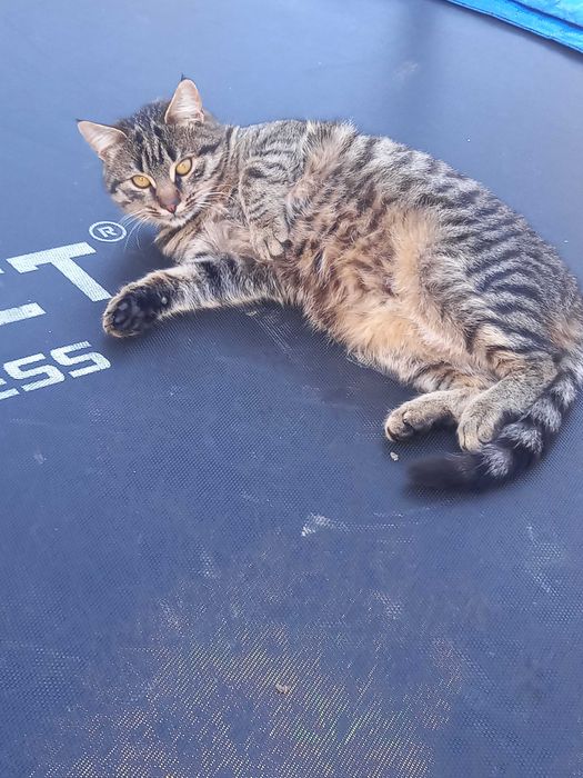 Киця в добрі руки