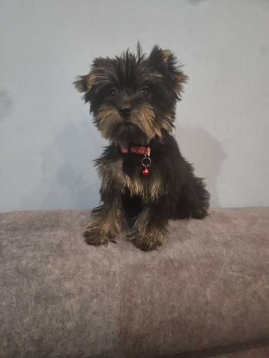 Sunia york z Rodowodem do odbioru