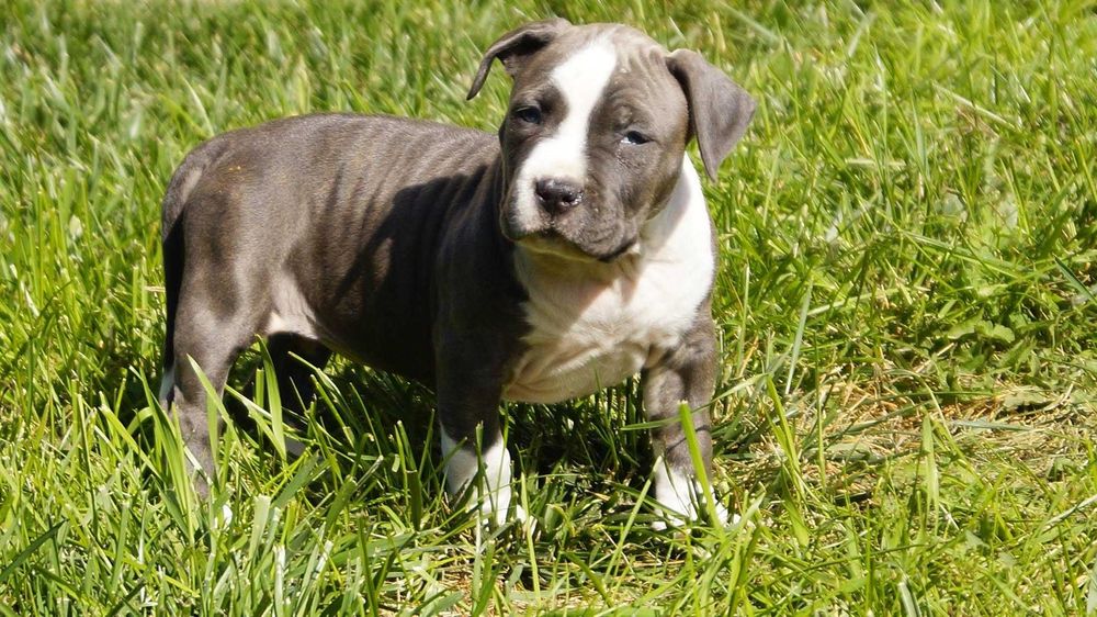 Szczeniak Amstaff z rodowodem, mocny samiec American Staffordshire Terrier