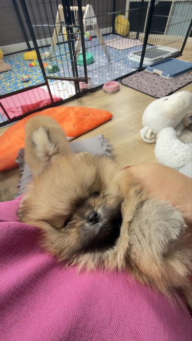 Piesek pomeranian