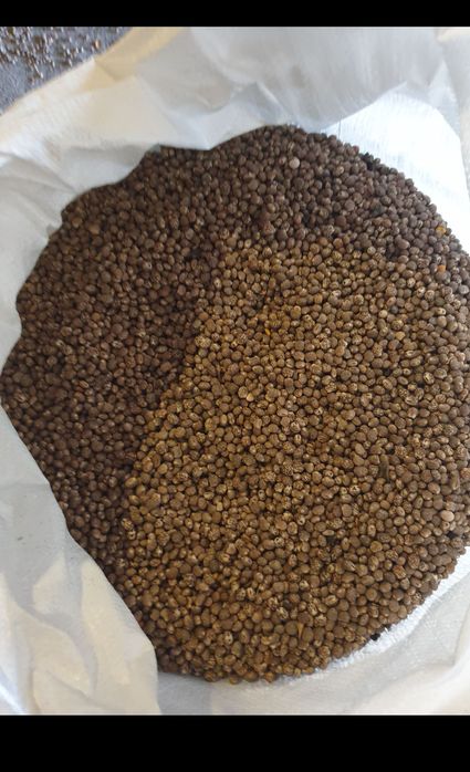 Łubin słodki do siewu