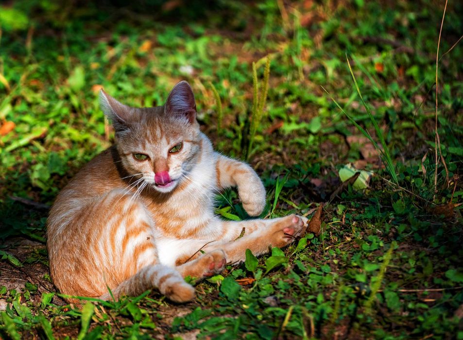 Młode kociaki do adopcji