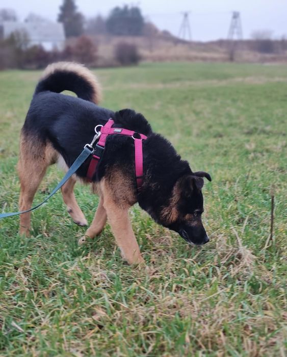 Feliks pies do adopcji szuka domu