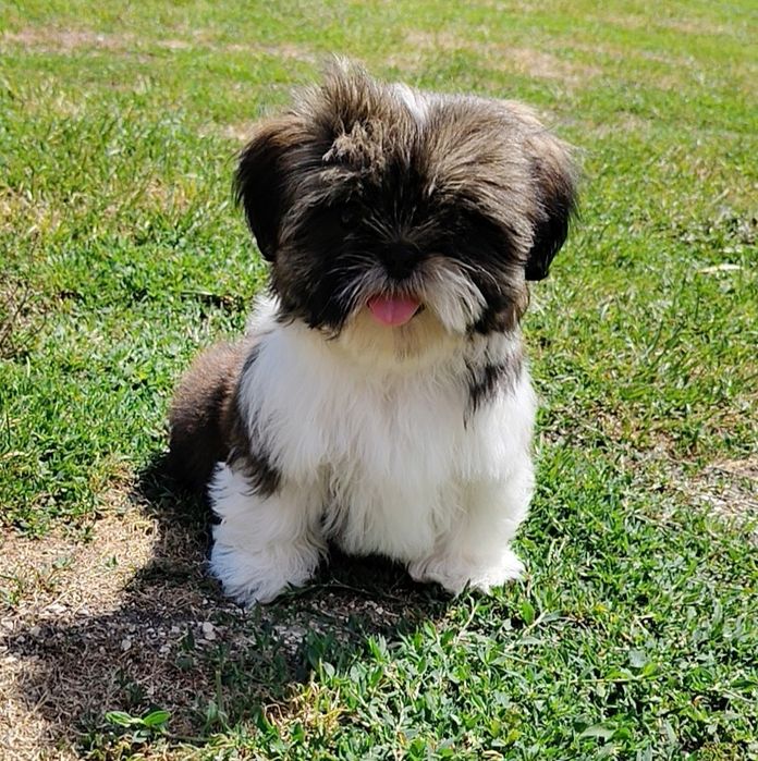 Piękna sunia Shih Tzu z rodowodem