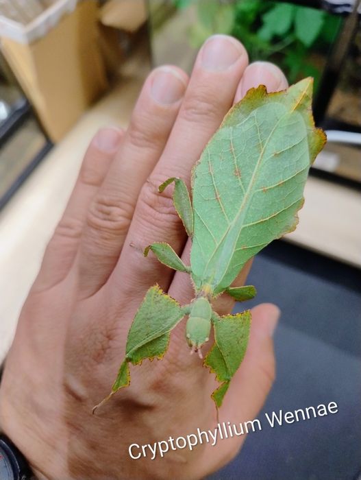 Liśćce Cryptophyllium Wennae