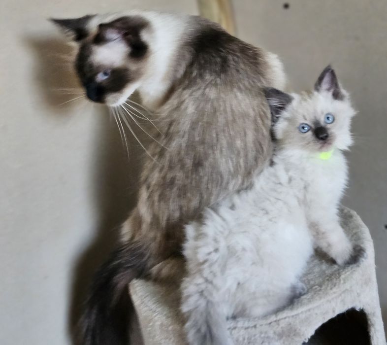 Kocurek Ragdoll Duży