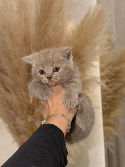Чистокровні кошенята.  Британські прямовухі кошенята