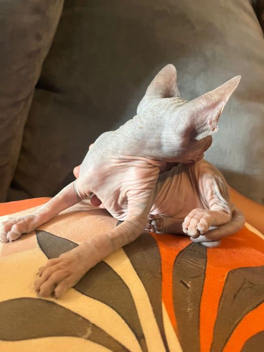 Sphynx  femea maravilhosa