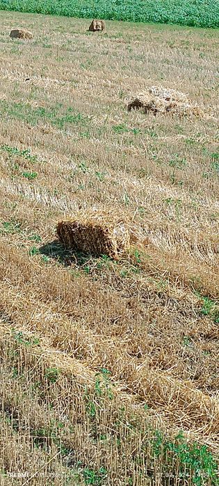 Продам солому, січку в тюках цього року