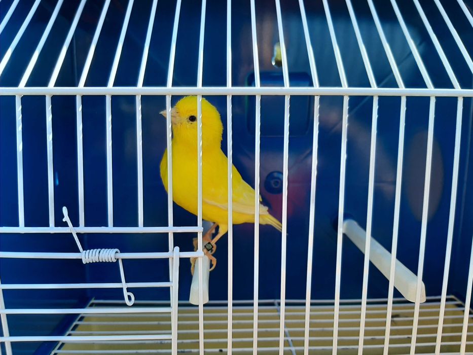 Canários brancos recessivo amarelos intensivos nevados mosaico gloster