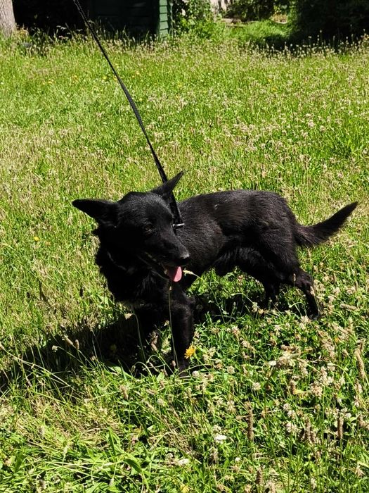 Rufi - mały kundelek do adopcji