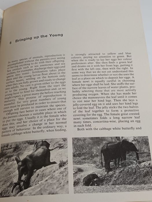Animal behaviour
