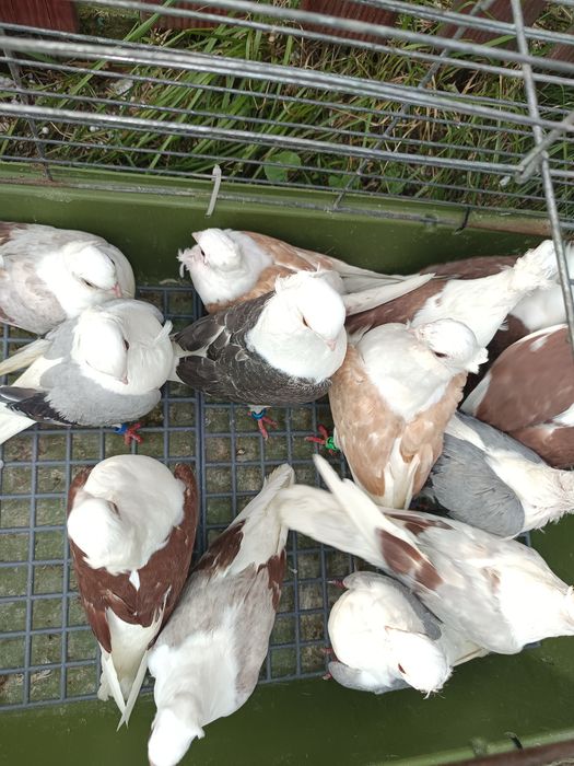 Sprzedam gołębie mewki różne kolory 14 sztuk MOŻLIWOŚĆ DOWOZU