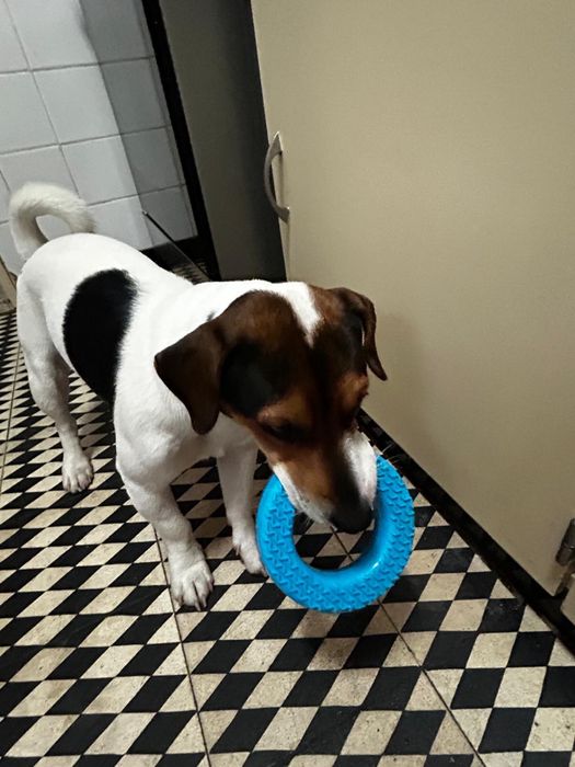Jack russel para doacao