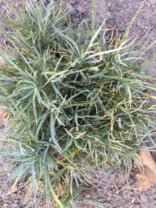 Лаванда, вівсяниця, гейхера, юкка, гвоздика, чистець