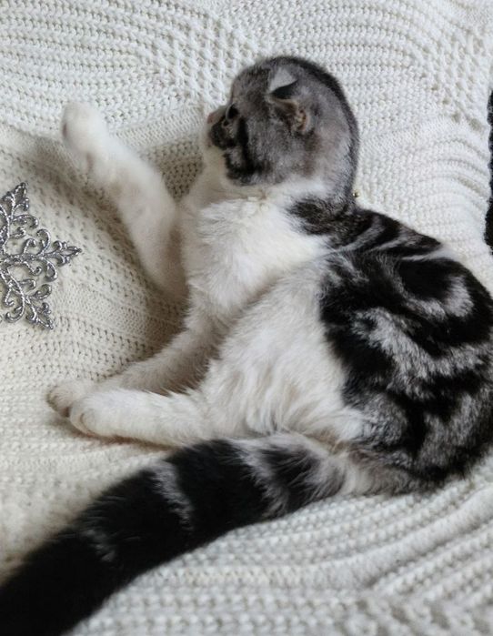 Неймовірно привітний Скотіш фолд плюшик в святковому окрасі