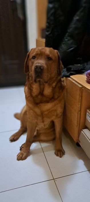 Лабрадор хлопчік