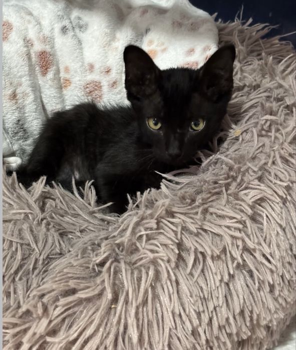 Gatinho 3 meses para adoção responsável