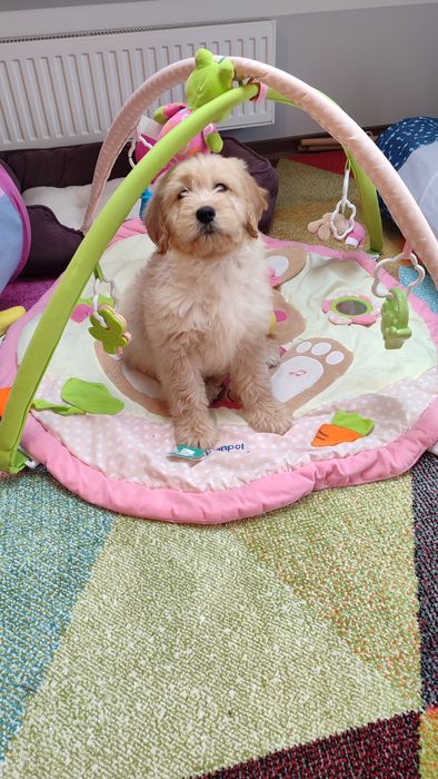 Goldendoodle f1 Doodle golden retriever badania genetyczne rodziców