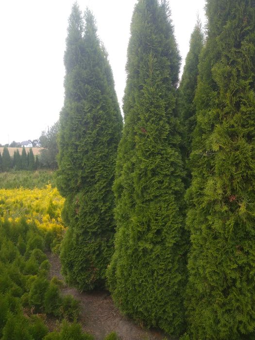 Duże Thuja  Smaragd do 5m. Tuja Szmaragd Producentem Okazjia Promocja