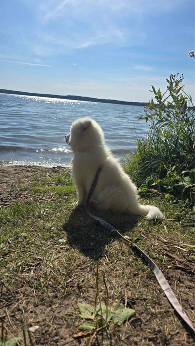Piesek Samoyed ZKwP FCI