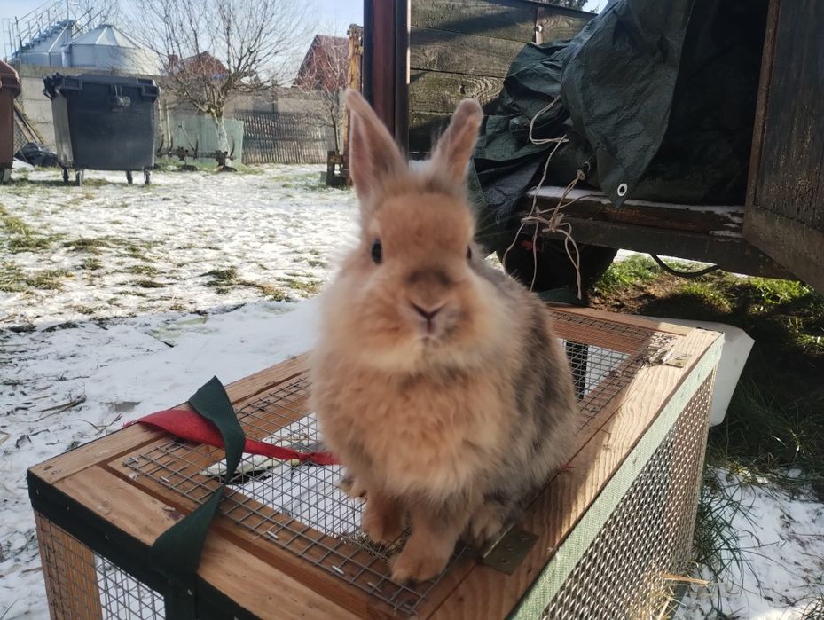 Króliczki miniaturki chłopcy