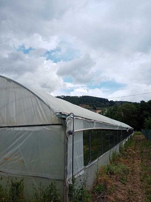 Estufa agrícola usada