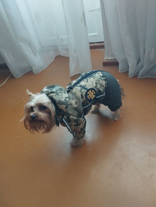 Шью одежду для собак