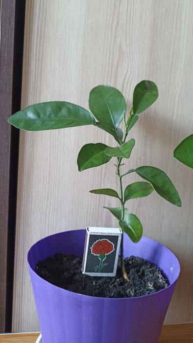 Продам комнатные цветы ,саженцы памело