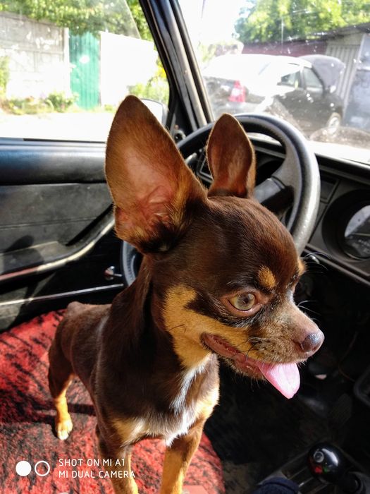 Ищем девушку для вязки