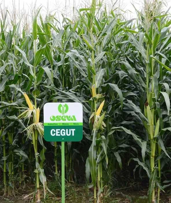 Nasiona kukurydzy CEGUT C1 ziarno kiszonka (80 tys.)