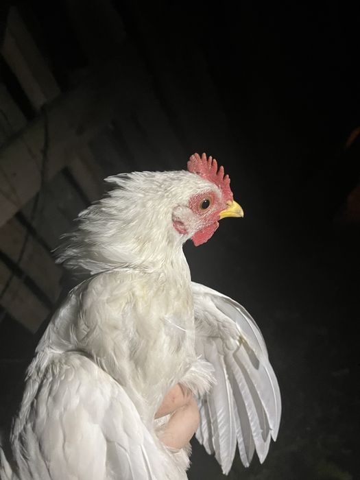 Sprzedam kogutki marans/legbar cream