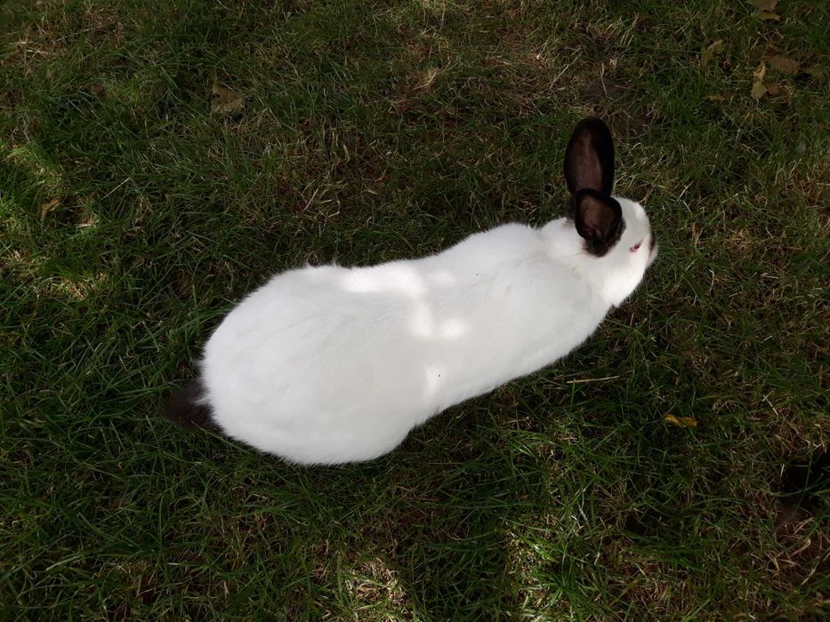Królik kalifornijski samiec króliki kalifornijskie