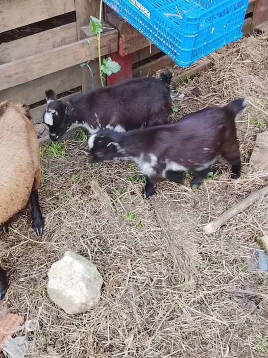 Cabritos e cabras anas